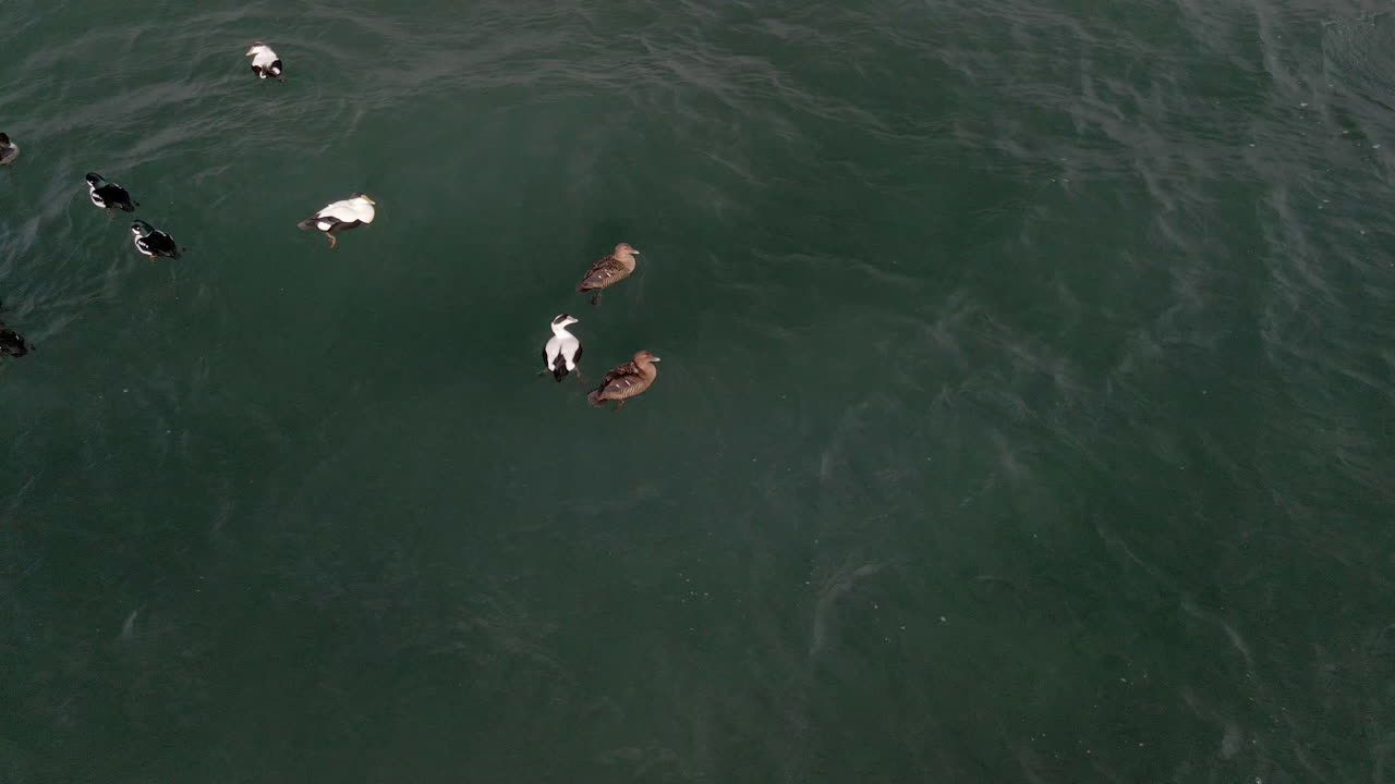 캐나다 퀘벡에서 겨울에 바다에서 수영하는 오리 무리