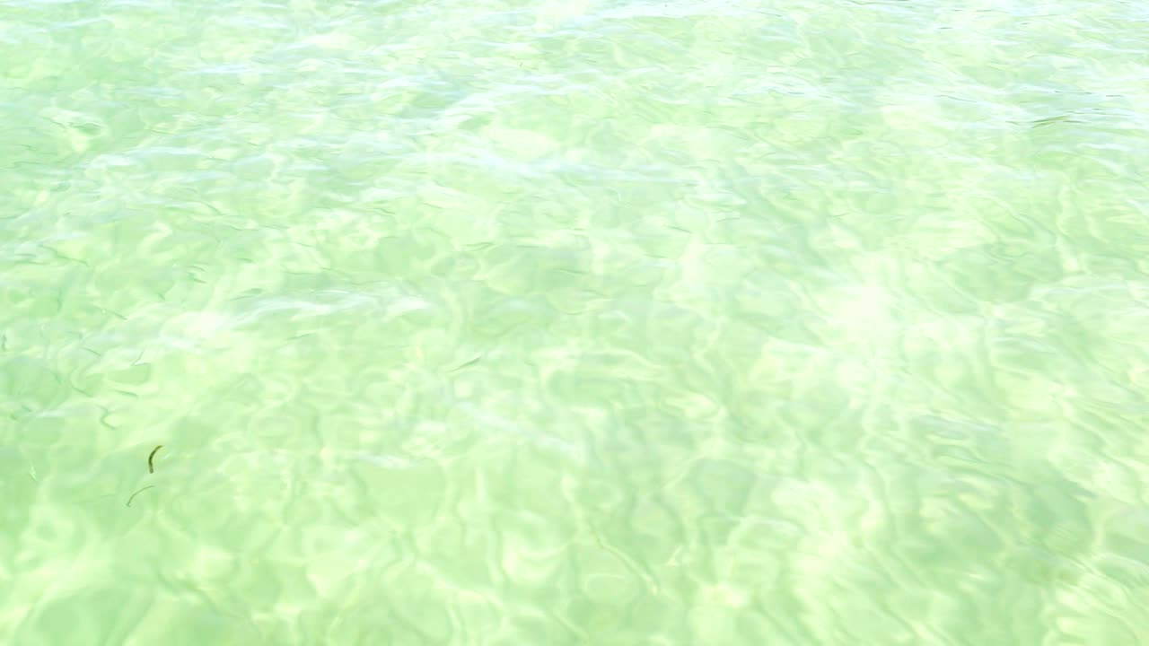 작은 물고기 무리가 헤엄치는 깨끗한 걸프 물