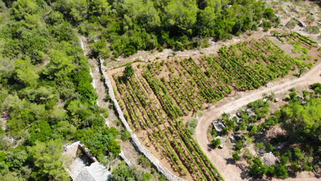 Toma-Aérea-De-Drones-De-Un-Viñedo-En-La-Isla-De-Hvar