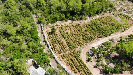 toma aérea de un viñedo en la isla de hvar.