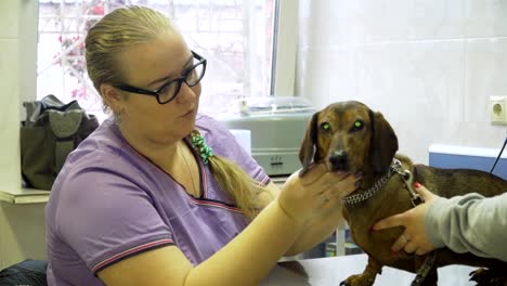 dog in the veterinary clinic