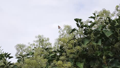 Percha-De-Mariposas-En-Las-Flores-De-La-Planta-Con-Follaje-Verde