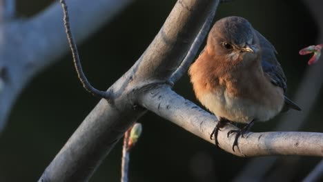 detail of beautiful eastern bluebird on tree branch