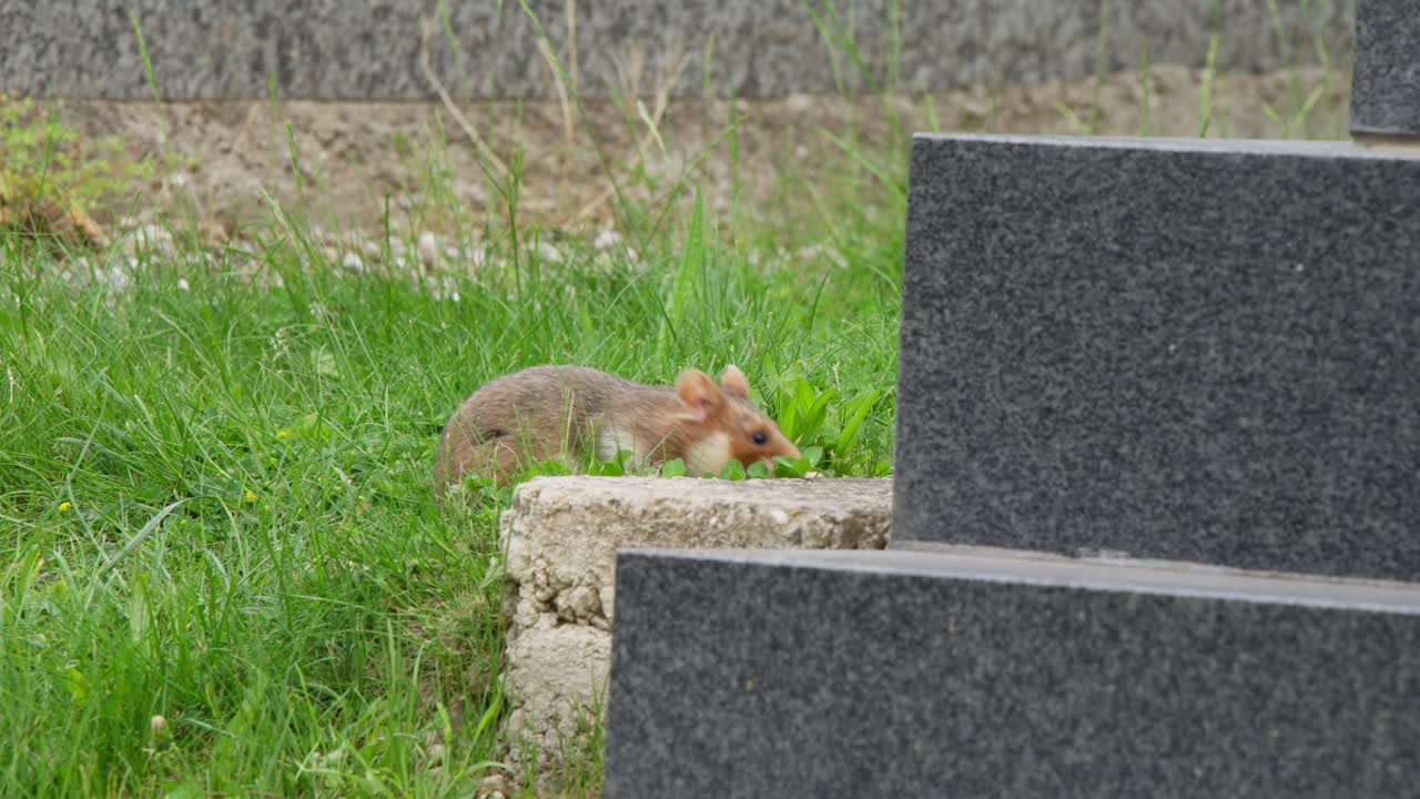 A hamster moves through the grass in Zentralfriedhof, a cemetery in Europe. The footage captures the hamster's exploration around grave markers, showcasing its curious behavior and natural habitat