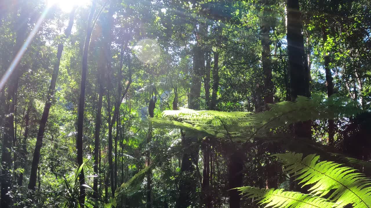 Sunbeams shine on lush green ferns in forest