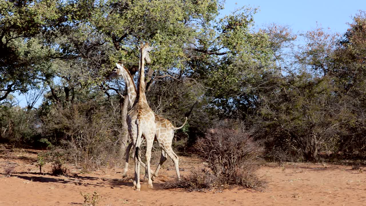 Couple of giraffe playing in Namibia, Africa. Slow-motion