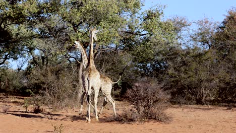 pareja de jirafas jugando en namibia, áfrica. camara lenta
