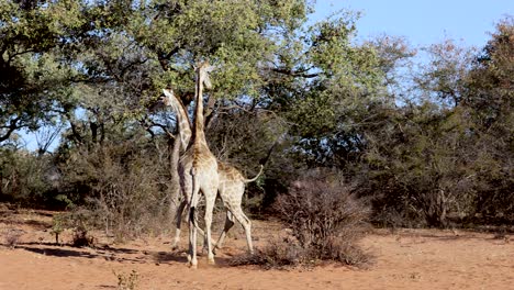 couple of giraffe playing in namibia, africa. slow-motion