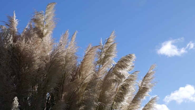 L'erba della Pampa ondeggia dolcemente al vento sotto un cielo azzurro brillante mentre soffici nuvole bianche fluttuano in alto