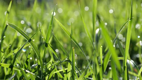 Close-up-of-green-grass-waving-in-wind-during-summer-time