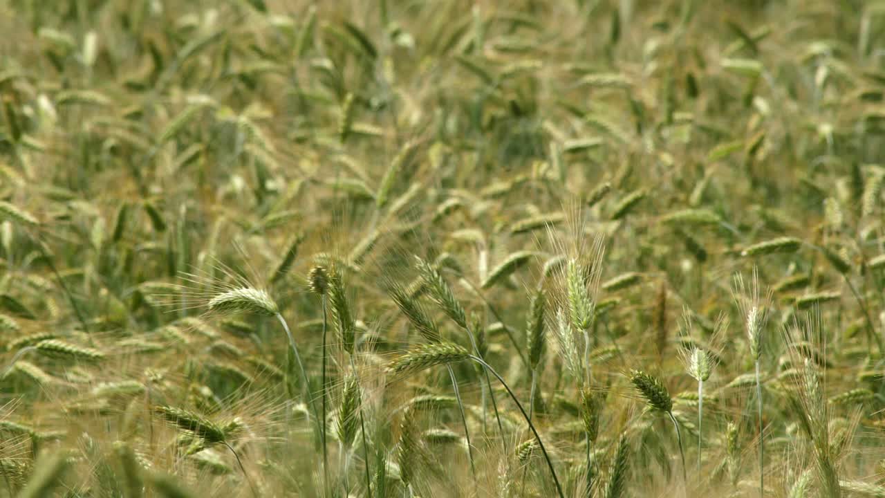 Background video of wheat blowing in the wind