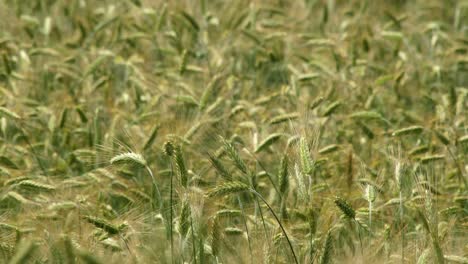 background video of wheat blowing in the wind