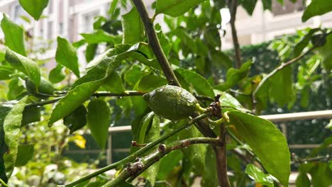 cuando la lluvia torrencial cae sobre las hojas de los árboles