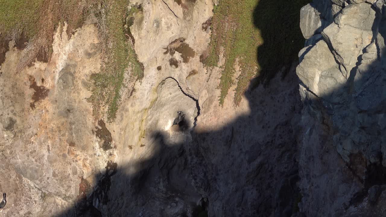 aléjese mientras el cormorán cormorán moñudo macho se aparea en un nido en un acantilado rocoso