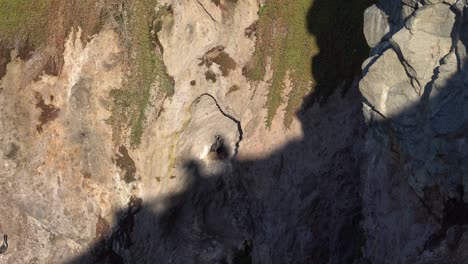 zoom out as male spotted shag cormorant grooms mate in rock cliff nest