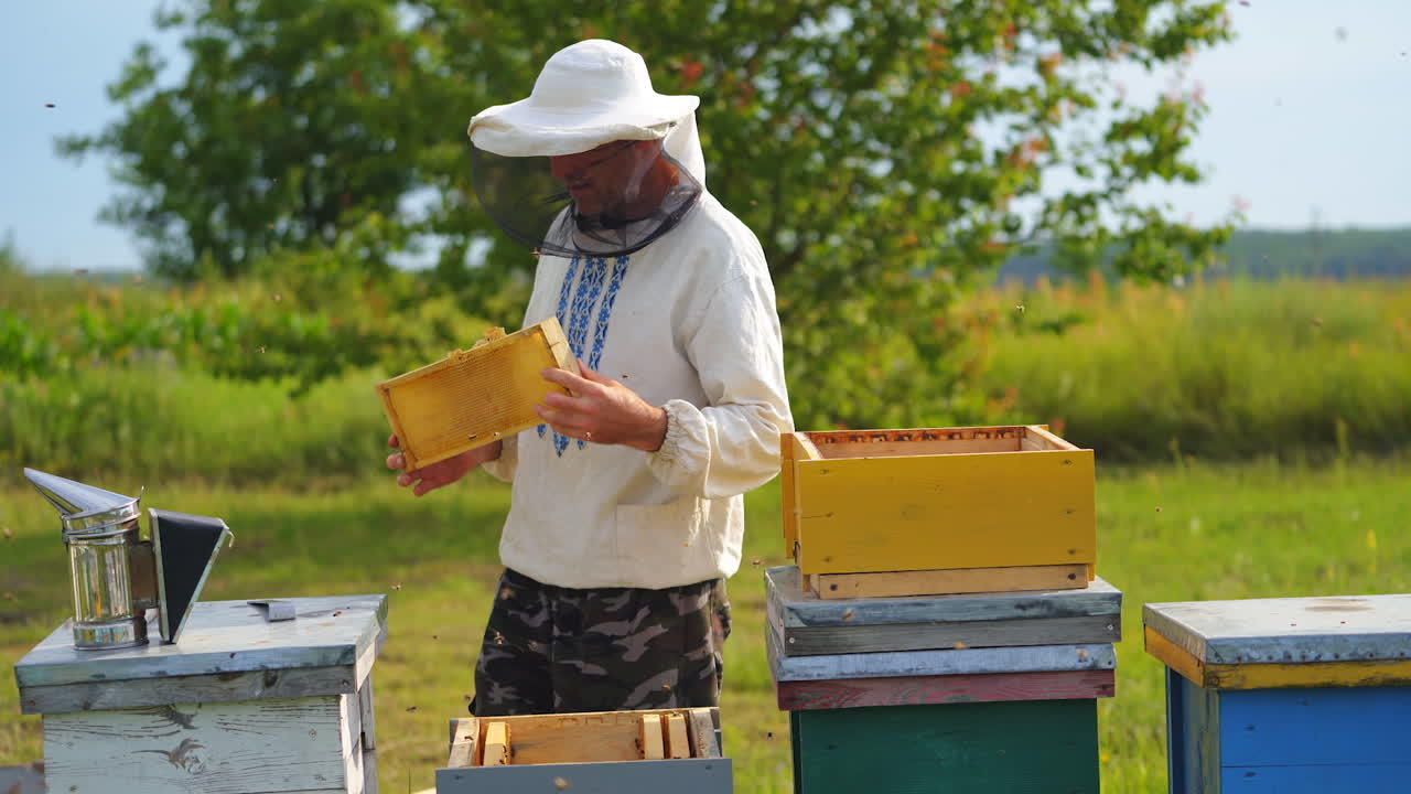 Hardworking beekeeper in national shirt and protective hat looks at new honeycomb. Sunny summer day at apiary.