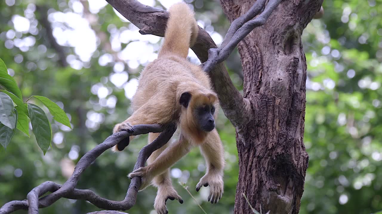 un mono aullador descansa sobre las vides de la jungla en un bosque