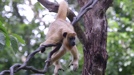 A Howler monkey is resting on jungle vines in a forest