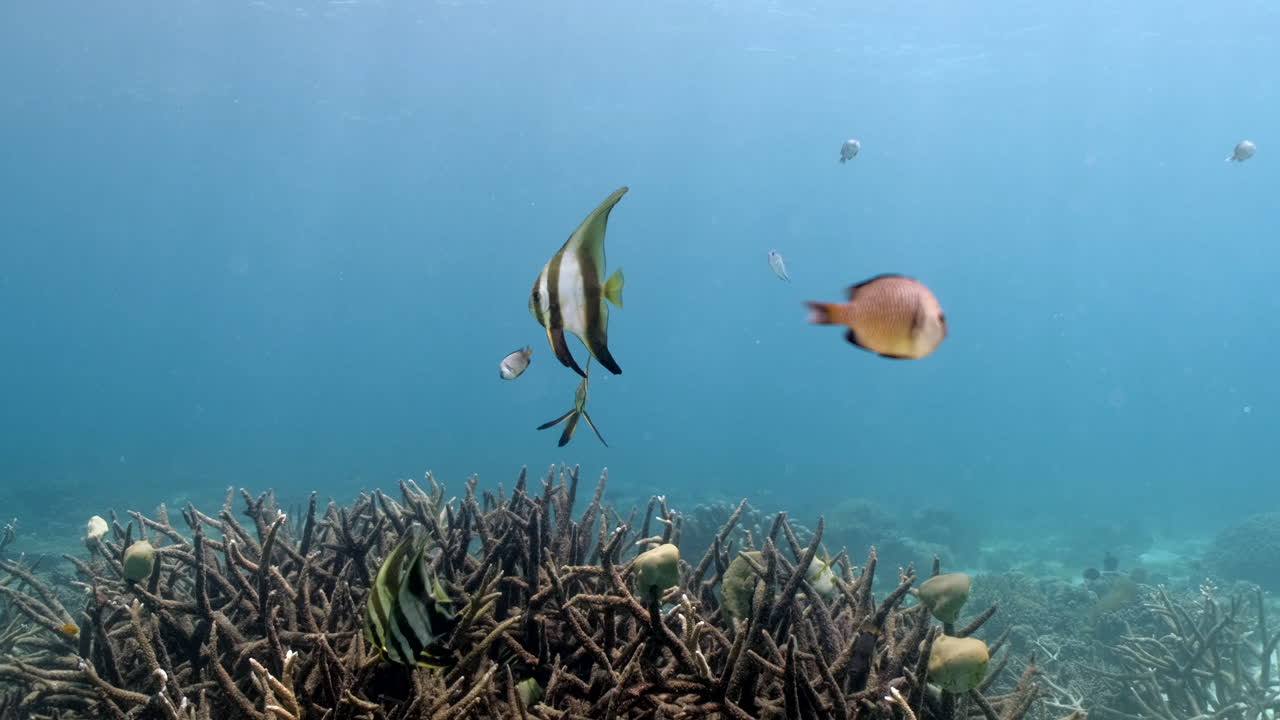 열대어는 해저의 산호 사이를 헤엄칩니다. 수중