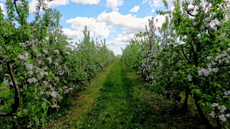 POV-shot-while-walking-through-rows-of-beautiful-white-flowers-trees-on-a-cloudy-day