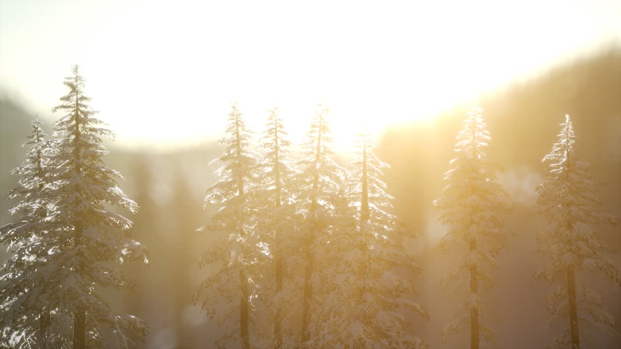 산의 숲에서 화려한 크리스마스 장면. 다채로운 겨울 해가 뜨는