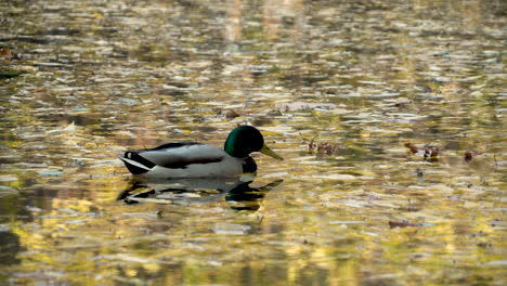 ánade real macho flotando en el estanque en el parque oliwski en polonia