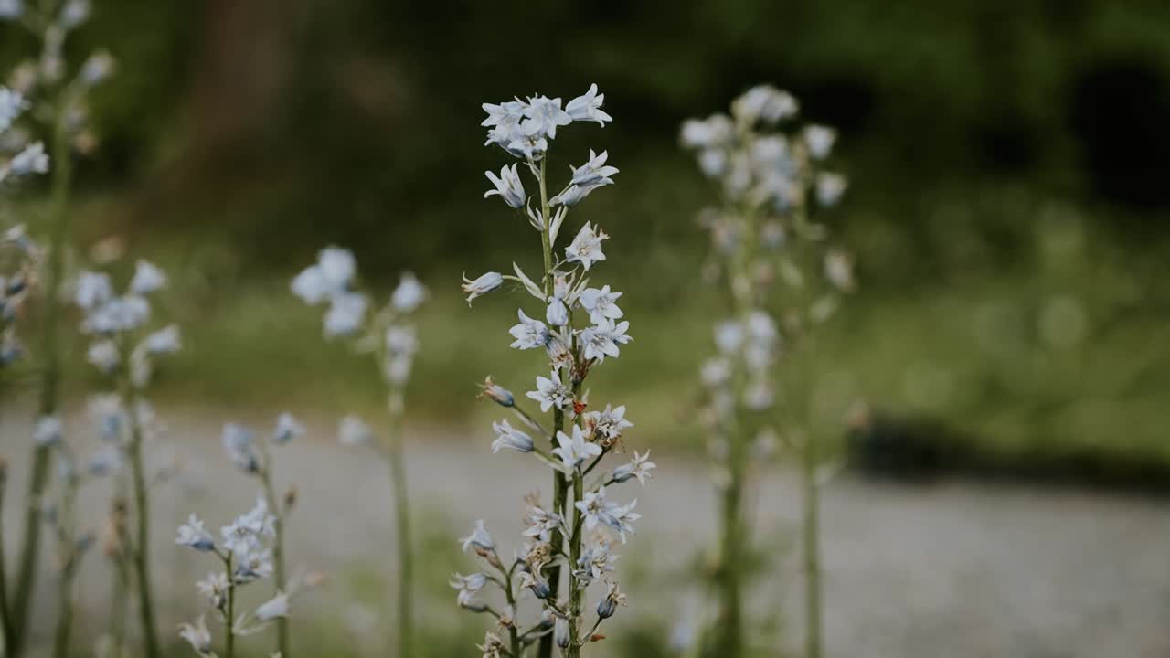 Close up of wild Spanish bluebells