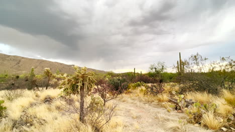 Dry-arid-Sonoran-desert-landscape-in-Tucson-Arizona,-climate-change-and-global-warming-effect