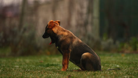 Joven-Perro-Marrón-Malinois-Belga-Sentado-En-El-Césped-Verde-Y-Bostezando,-Retrato-De-Vista-Lateral-Al-Aire-Libre-En-El-Parque-Con-Poca-Profundidad-De-Campo