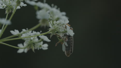 escarabajo en una flor