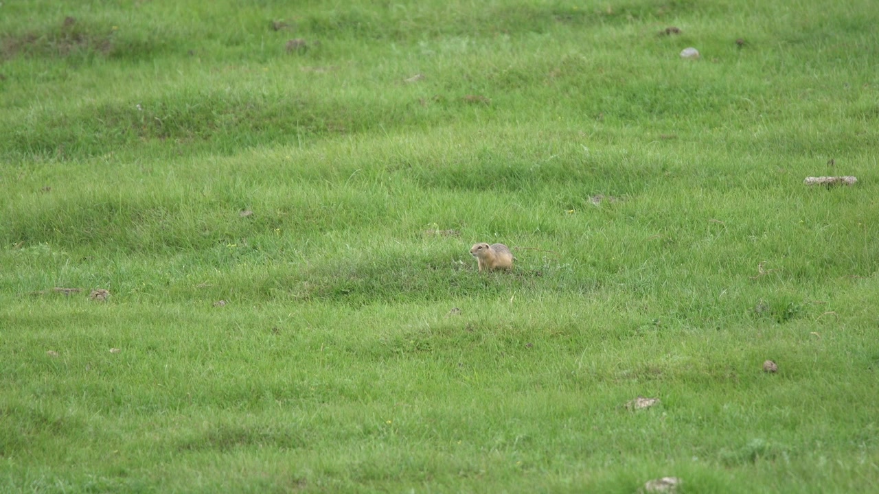 European Ground Squirrel Foraging in a Green Meadow