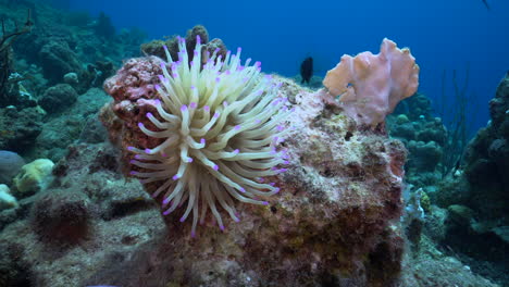 una hermosa anémona se balancea en la corriente del mar caribe