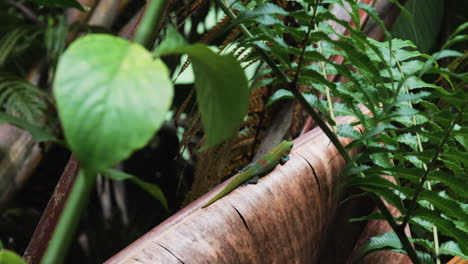 close up shot of green hawaiian gecko reptile resting on dried leaf in wilderness