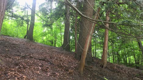 a panning shot of a forest floor on a smooth hill with damp soil, foliage and tall trees surrounding the area