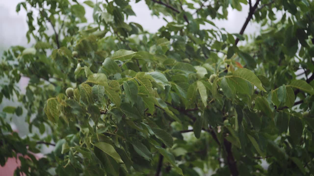 Top of trees swaying in hard rain. Walnut tree.