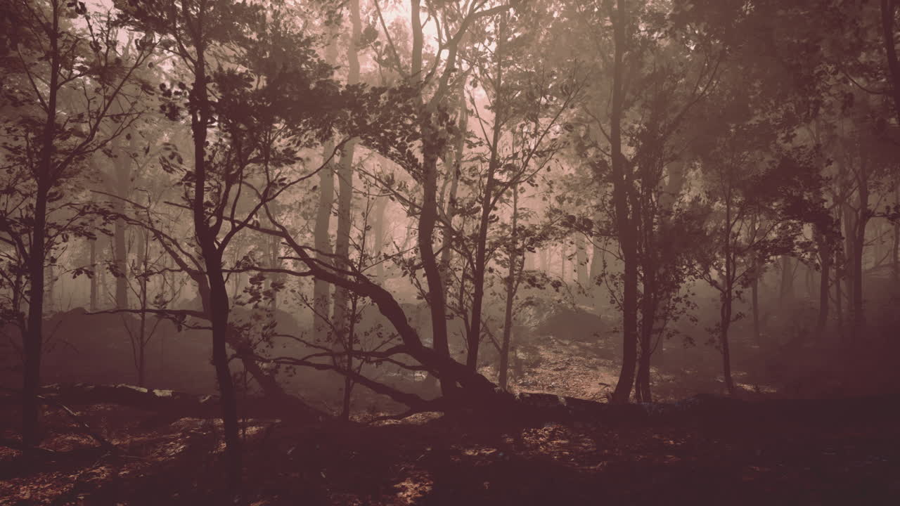 warm autumn scenery in a forest