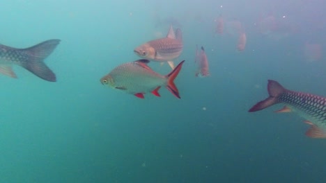 Diving-in-the-blue-sea-of-Khao-Sok,-Thailand-and-found-a-school-of-carp-fish-on-a-feeding-frenzy---underwater