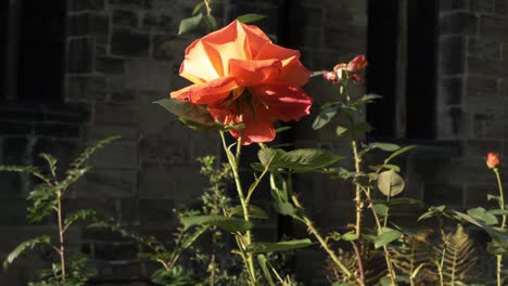 red rose bush growing outside of english church medium shot