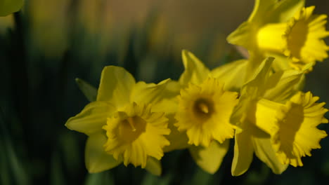 slow pan moving across several wild daffodils growing in the ground. close up shots.