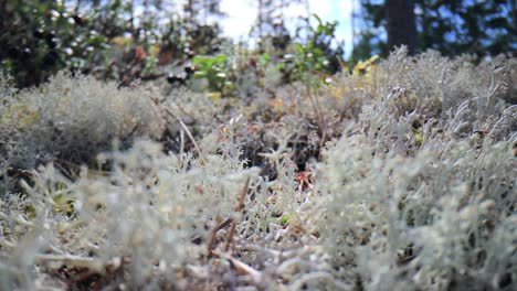 Primer-Plano-De-Musgo-De-Liquen-De-La-Tundra-ártica.-Cladonia-Rangiferina,-También-Conocida-Como-Liquen-De-Copa-De-Reno.