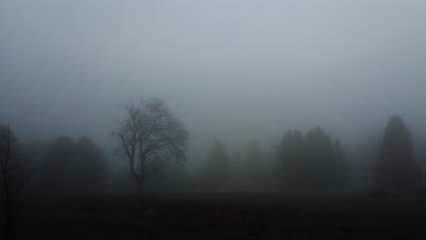 silhouetted trees in dense fog with volumetric lightning thunder strikes in dense clouds. scary spooky storm vfx.