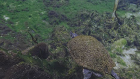 tortuga cubierta de algas nadando en el agua de manantial de antural