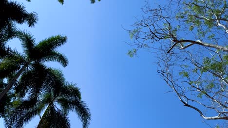 trees against a clear blue sky