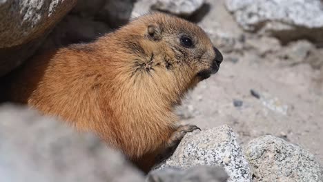 the extreme closeup of young long-tailed marmot or golden marmot with burrow