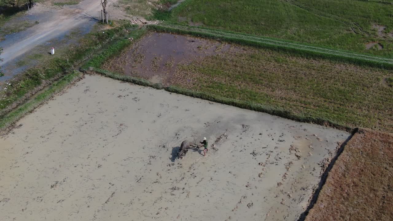 vista inspiradora de un agricultor vietnamita que trabaja duro en el campo de arroz usando búfalos de agua para arar el suelo de la plantación