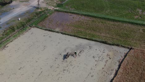 Vista-Inspiradora-De-Un-Agricultor-Vietnamita-Que-Trabaja-Duro-En-El-Campo-De-Arroz-Usando-Búfalos-De-Agua-Para-Arar-El-Suelo-De-La-Plantación