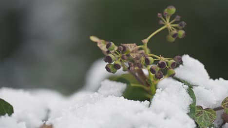 Bayas-De-Hiedra-Verde-Y-Hojas-Se-Asoman-Por-Debajo-De-La-Capa-De-Nieve-Fresca