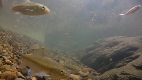 El-Parque-Nacional-Kaeng-Krachan-Es-El-Hogar-De-Muchos-Animales-Salvajes-Fantásticos-Y-Los-Arroyos-Son-Una-Fuente-De-Vida-De-Agua-Dulce-Para-Que-Los-Animales-Beban-Y-Los-Peces-Naden.