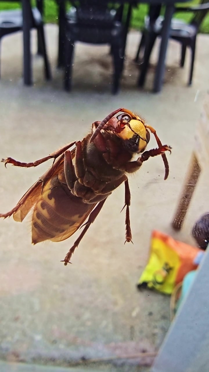 Macro view from below of hornet on glass moving legs and antennae.