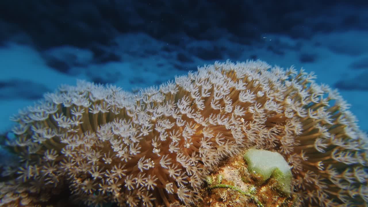 Close-up of ethereal soft coral gently pulsing in the pristine waters of Mauritius. Concept of vibrant marine ecosystems and underwater tranquility